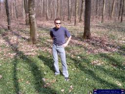 Gecko, 21 > SpringForest